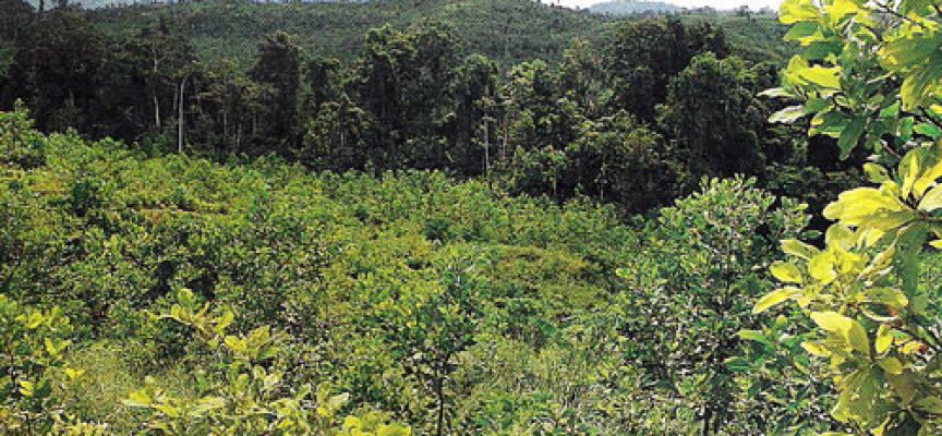 EU willing to provide millions of Kina to help PNG complete forestry reforms